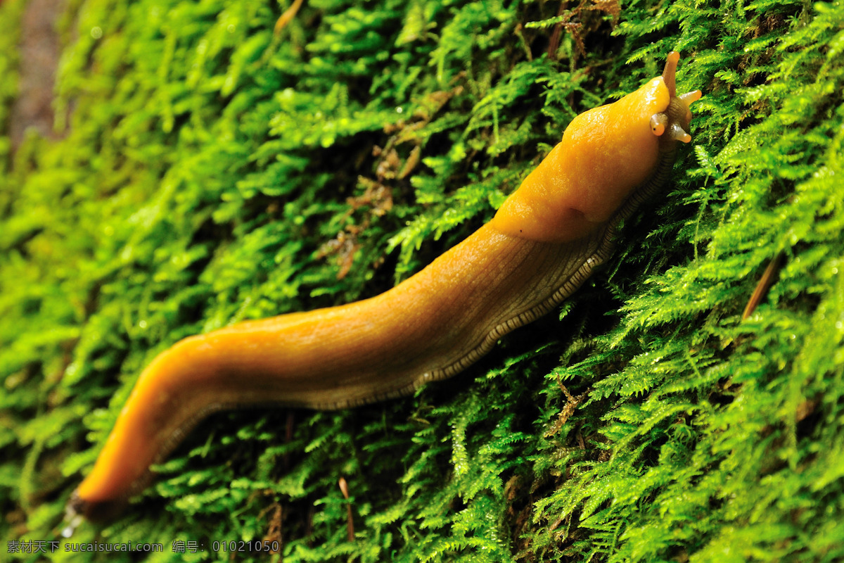 蛞蝓 水蜒蚰 鼻涕虫 苔藓 青苔 黄色蛞蝓 其他生物 生物世界