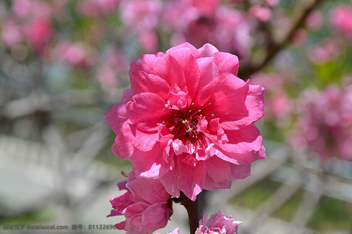 春花 春天 粉红 红花 红色 花草 花卉 花枝 桃花 鲜花 灿烂花朵 娇艳欲滴 盛开的花朵 绿叶 生物世界 自然风景 旅游摄影 psd源文件