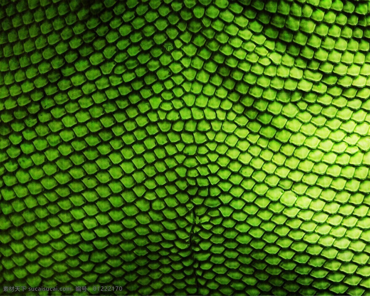 绿色 鳞片 动物 填充 纹理 背景 设计素材 背景素材