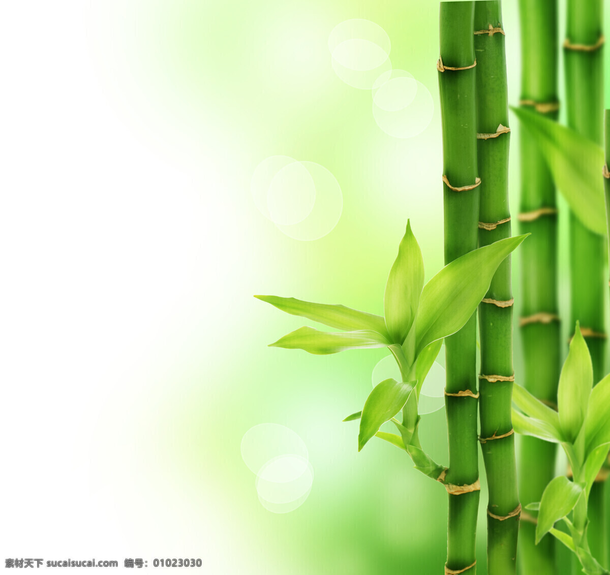 绿色竹子 竹子 竹叶 叶子 绿叶 春天 春的气息 保护环境 绿色家园 绿色环保 创意广告 公益广告 环保 绿色 彩色 世界 我们的家园 联想 高清图片 绿色家园系列