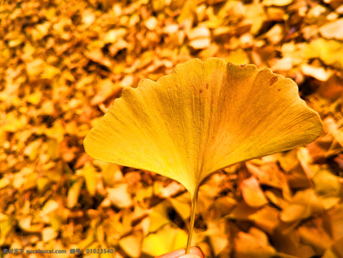 银杏叶 树叶 叶子 满地 落叶 树木 黄色叶子 秋景图 树木树叶 生物世界