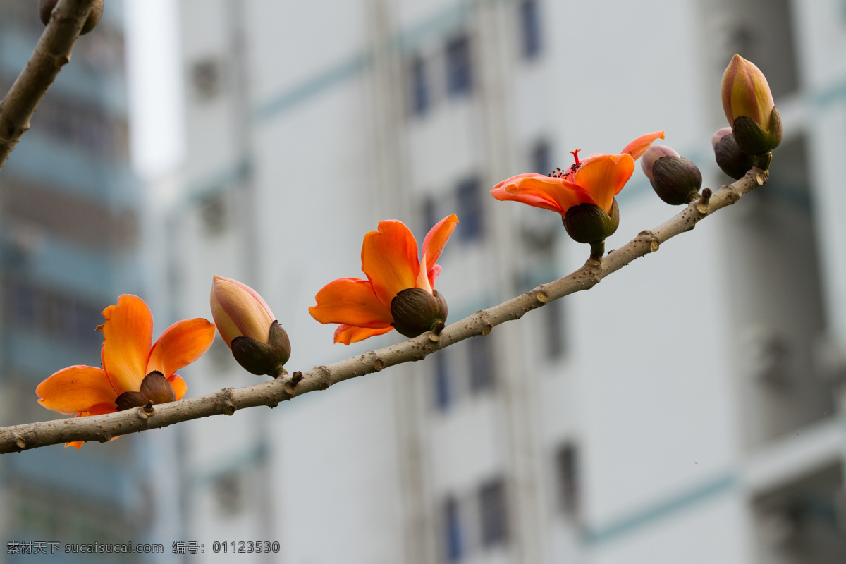 木棉花 春天 花草 自然 生态 生物世界