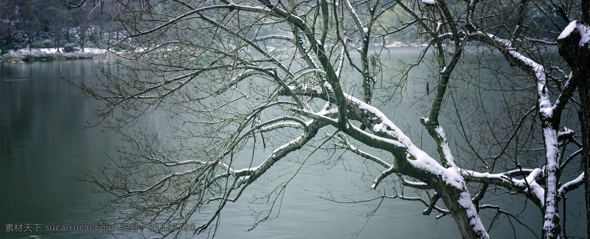 雪压湖畔树 洁白 雪 挂在 湖畔 枯树枝上 自然景观 山水风景