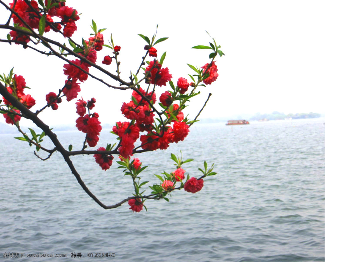 桃花 春天 湖水 花草 生物世界 艳丽 阳春三月 psd源文件