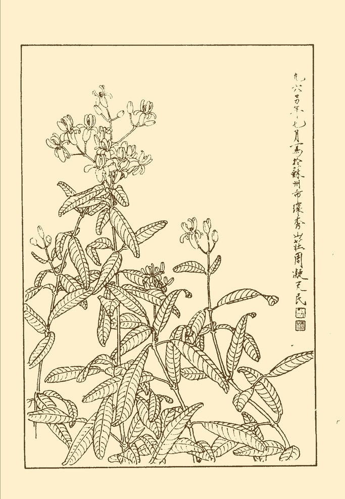 草本夹竹桃 鲜花 花卉 花草 植物 白描 中国画 国画 线画 花卉白描 分层 源文件