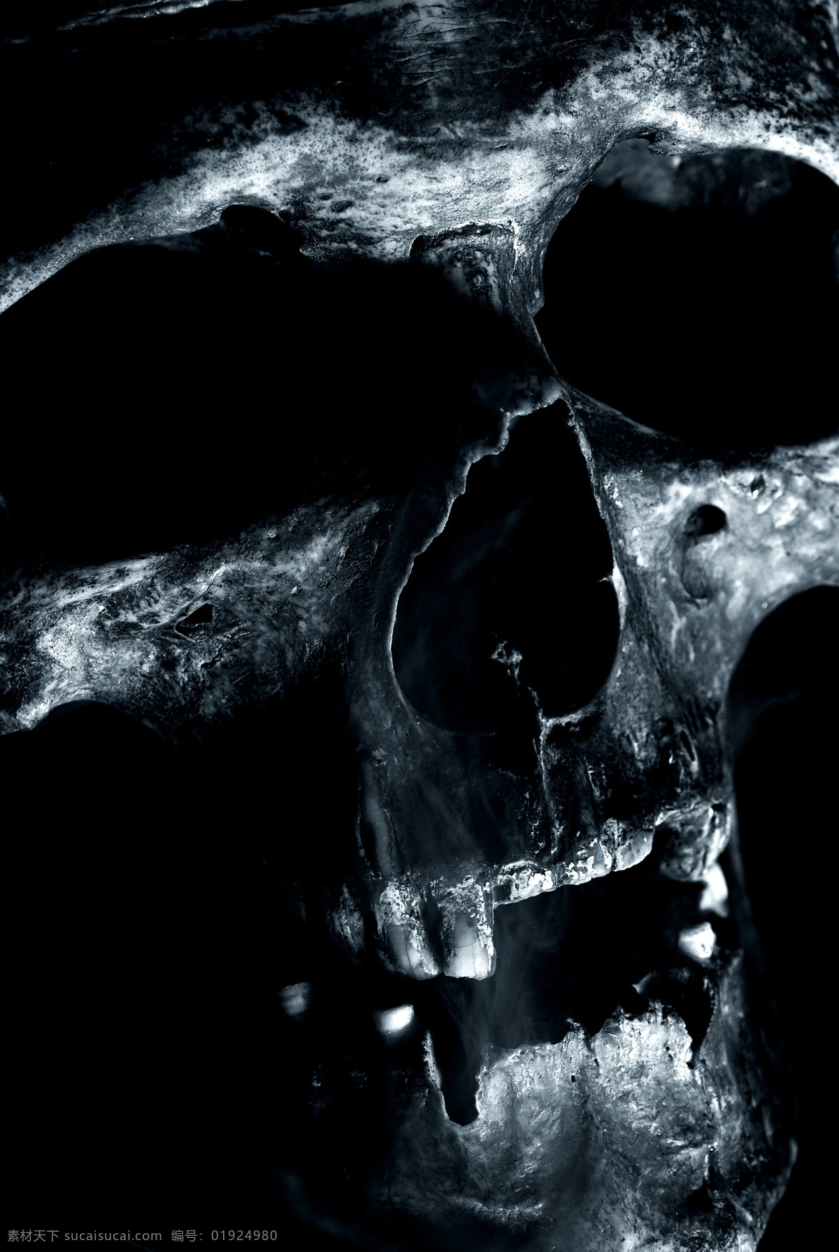 骷髅 头 特写 骷髅头 skulls 恐怖 恐怖元素 头颅 高清图片 骷髅头特写 人体器官图 人物图片