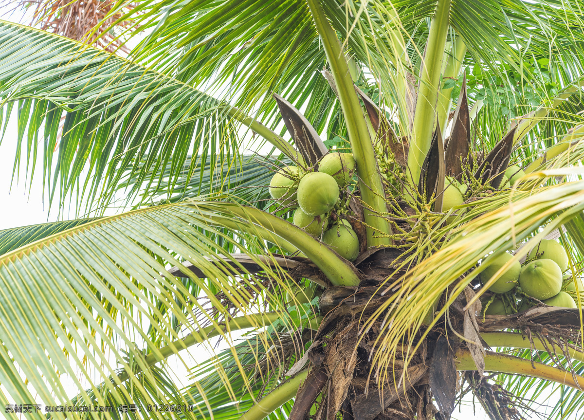 美丽 椰树 果实 椰子树 树木摄影 植物摄影 花草树木 生物世界