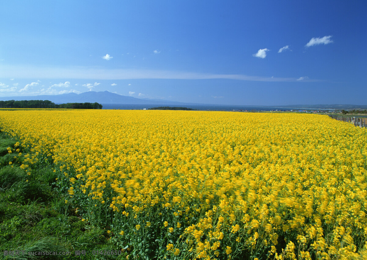 菊花地 菊花 菊花田 大片菊花 金色菊花 自然风景 自然景观