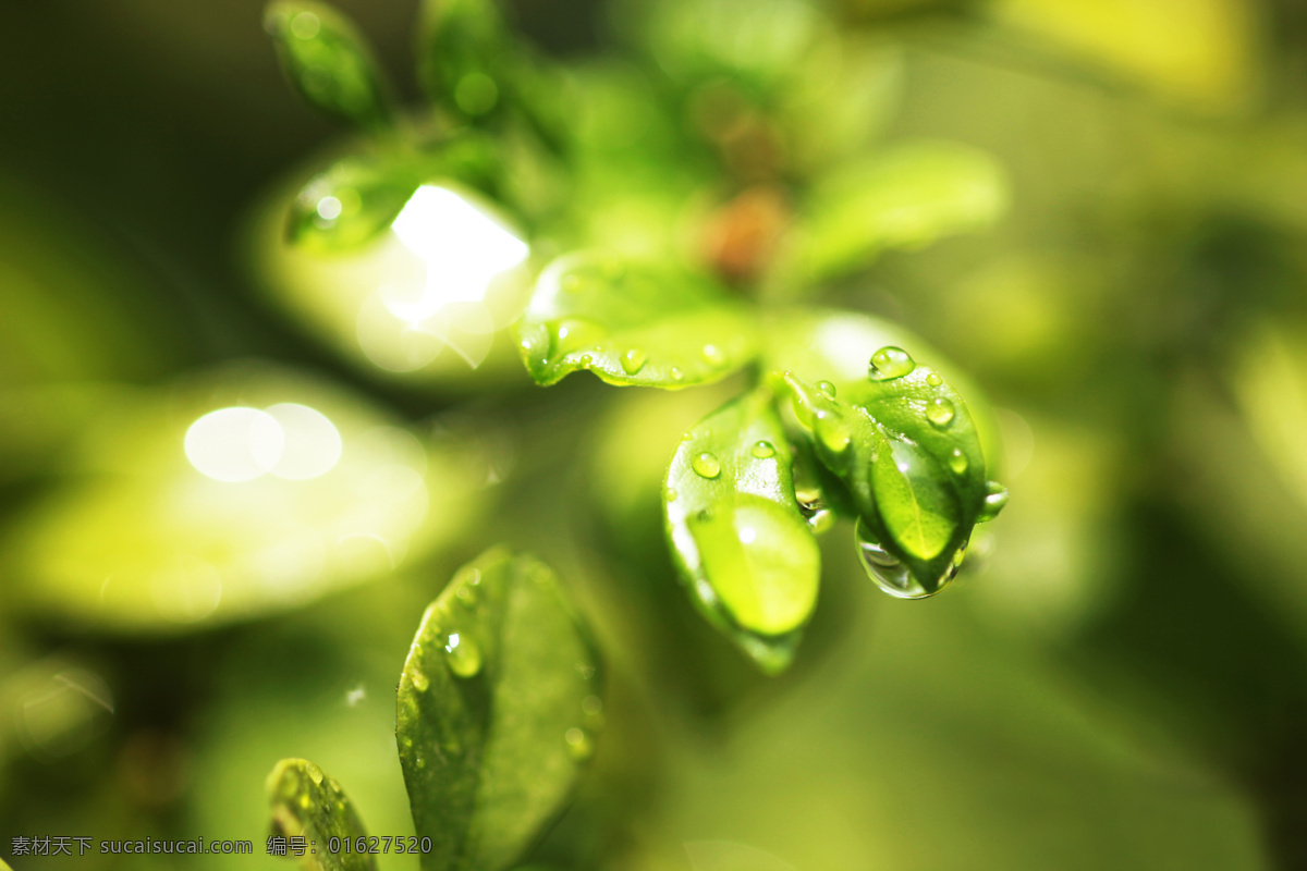 背景 底图 底纹 环保 露水 露珠 绿色 绿叶 水珠 水滴 树叶 生态 植物 绿叶背景 绿叶底纹 树木树叶 生物世界 psd源文件