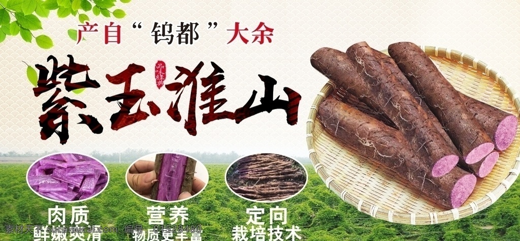 紫玉淮山海报 淮山 山药 紫淮山 紫山药 紫玉山药 紫玉淮山 山药宣传 铁棍山药 白玉山药 白薯 紫薯 山药地 淮山地 山药种植 淮山种植