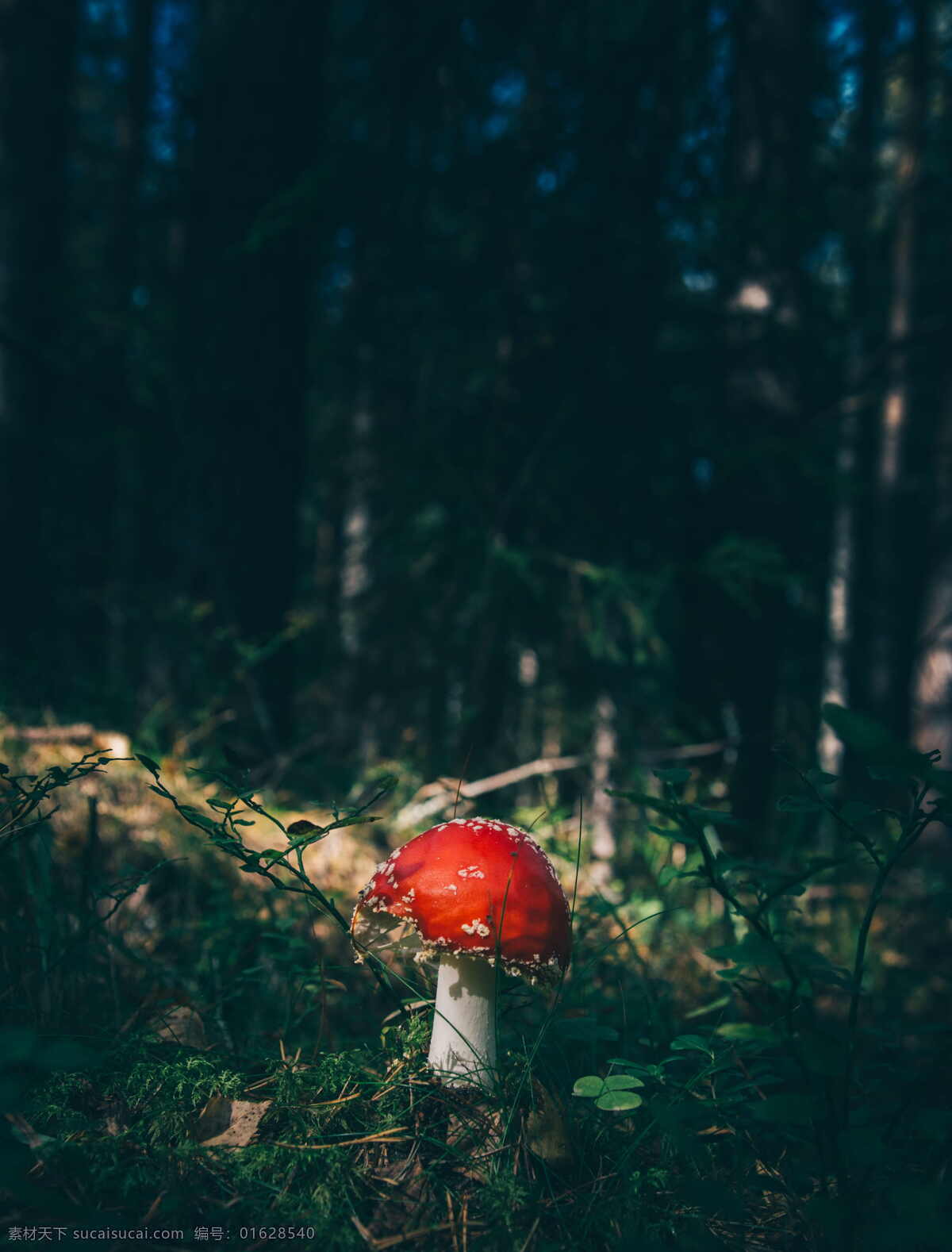 漂亮 红色 毒 蘑菇 红色的毒蘑菇 毒蘑菇 野生菌菇 菌菇 野生菌 野生蘑菇 野蘑菇 微生物 菌落 苔藓 生物世界 其他生物