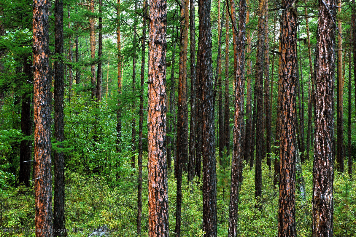 美丽 松 树林 风景图片 西伯利亚风景 树林美景 松树 美丽风景 美景 景色 风景摄影 花草树木 生物世界