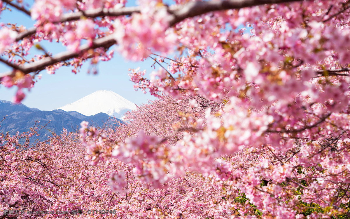 唯美 粉色 樱花 风景图片 花卉 花朵 花草 粉花