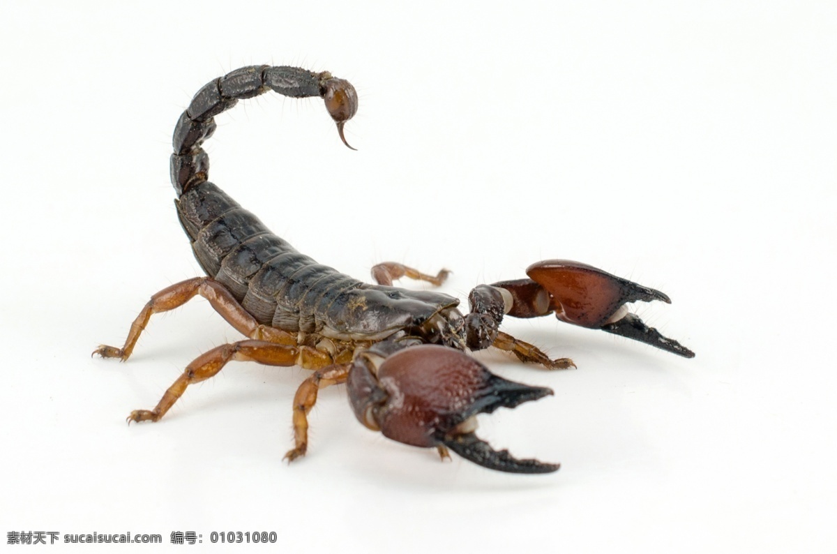 唯美 炫酷 蝎子 毒蝎 野生 沙漠蝎子 生物世界 昆虫 进攻 攻击 突袭 袭击 黑色蝎子 动物特写 动物写真 野生动物