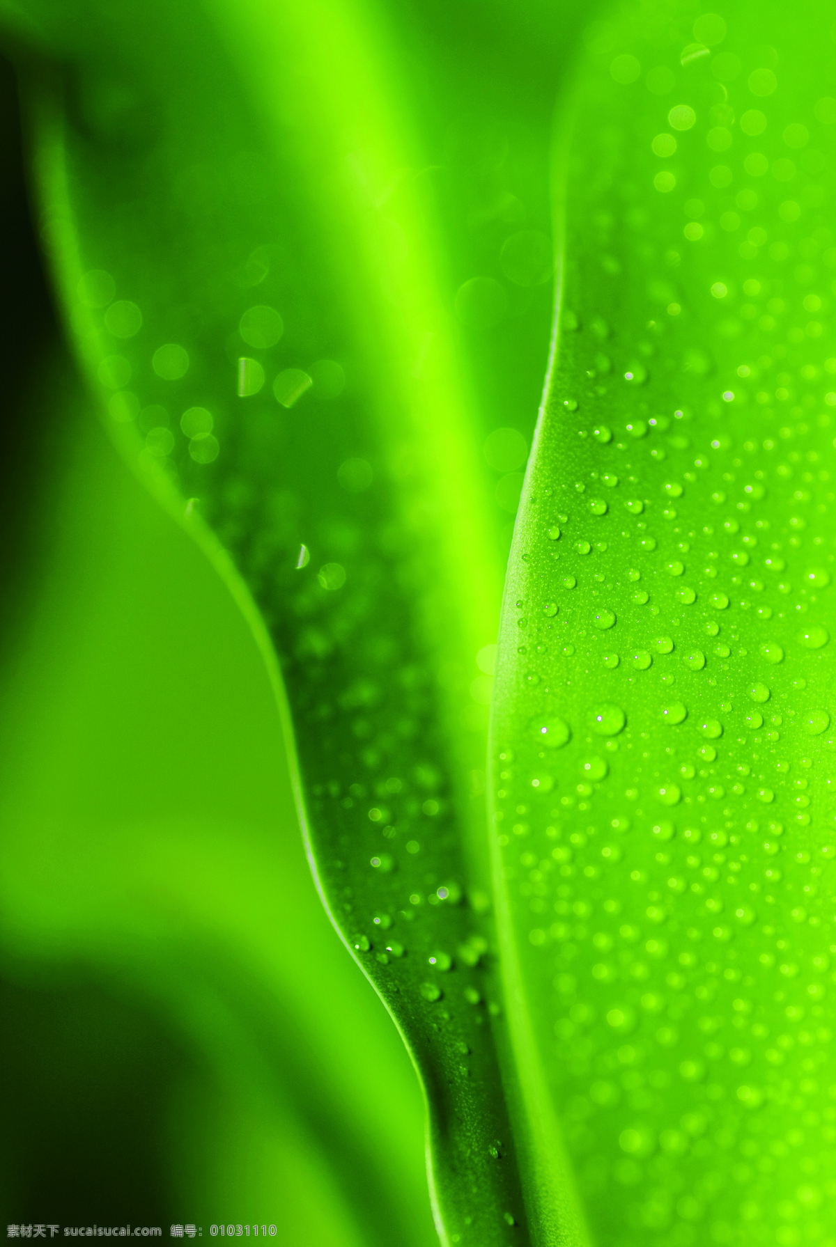 绿叶 水滴 自然景观 摄影图库 雨后 露珠 树木树叶 生物世界