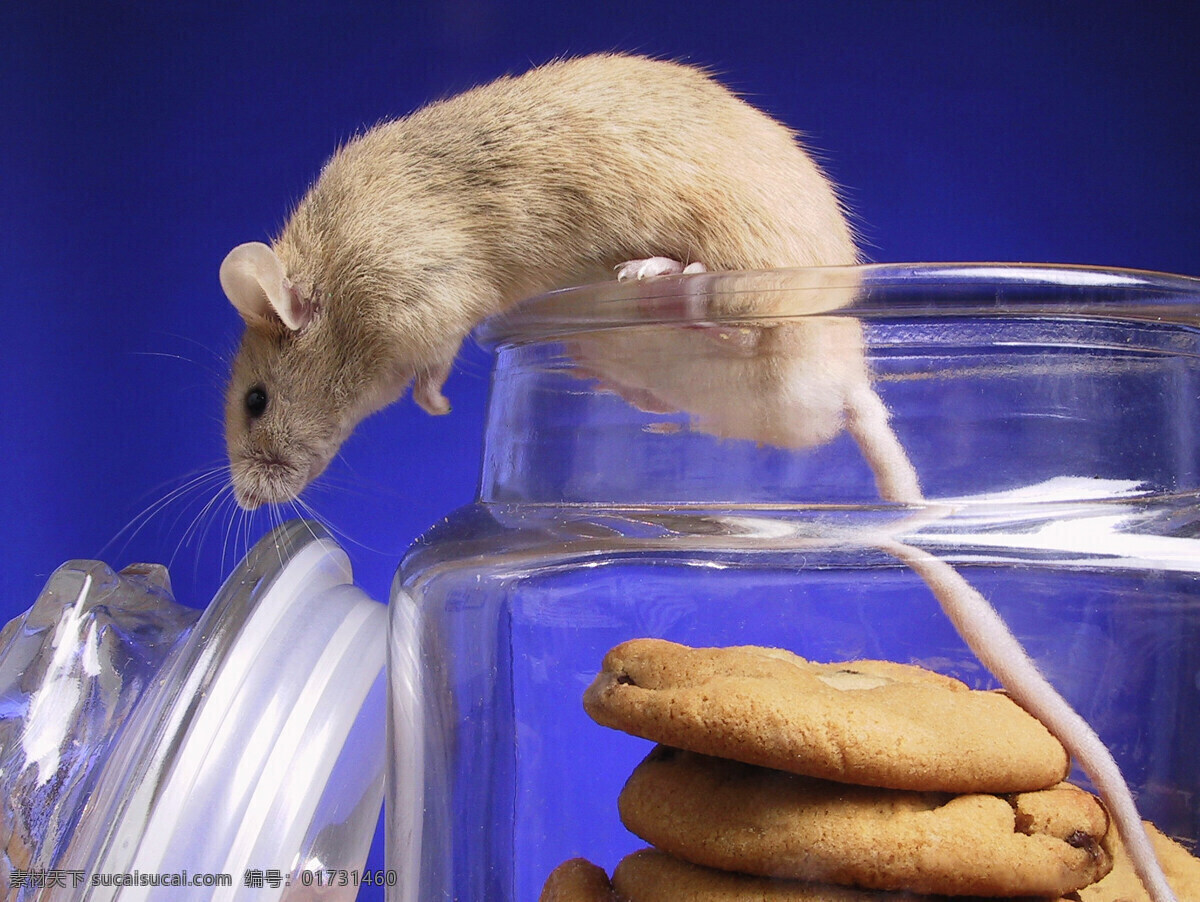 偷 吃 饼干 老鼠 动物 食物 罐子 偷吃 可爱 陆地动物 生物世界 蓝色
