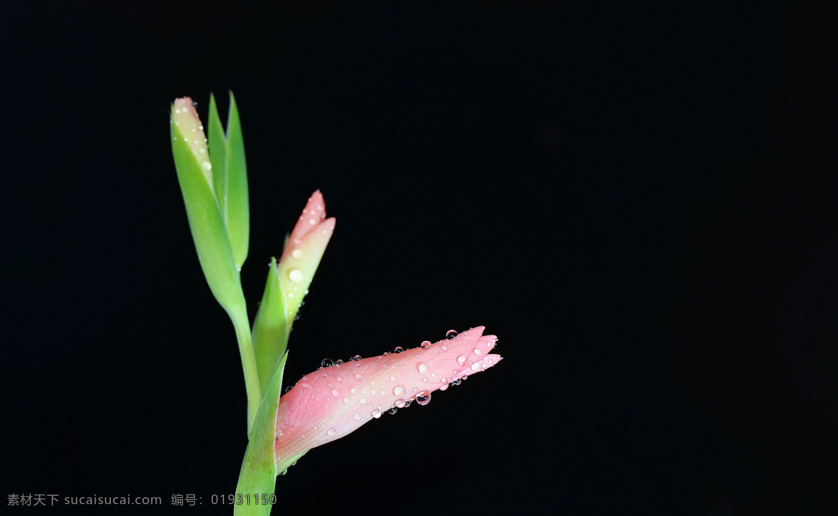 粉色 唐菖蒲 花卉