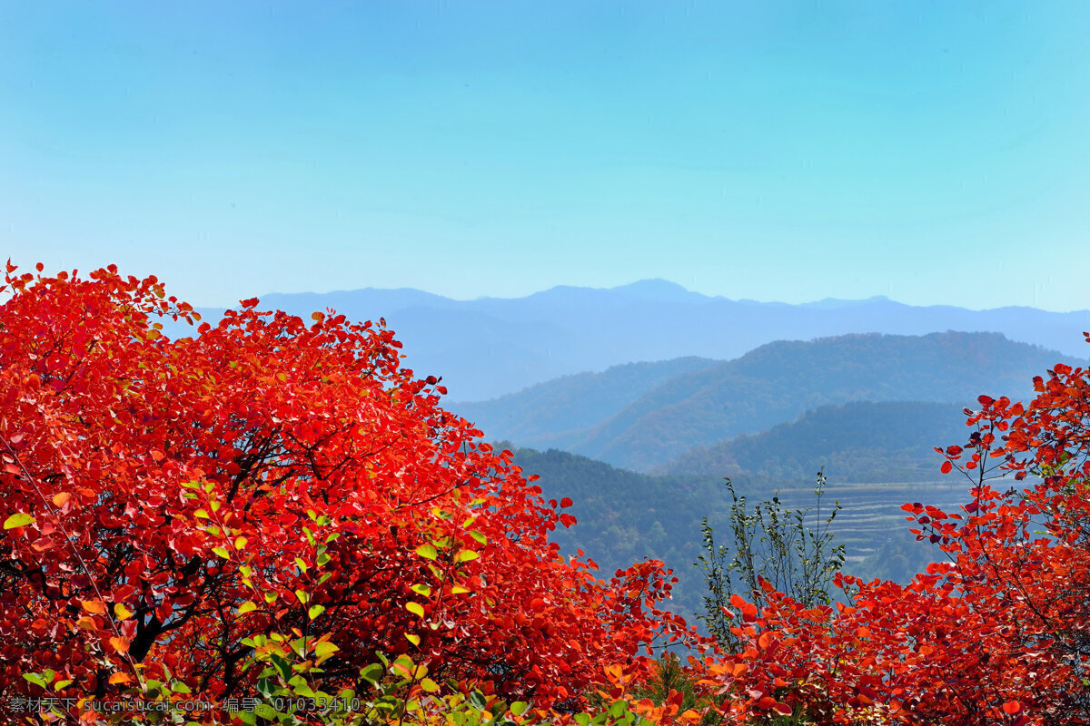 山西 陵川 红叶 风景