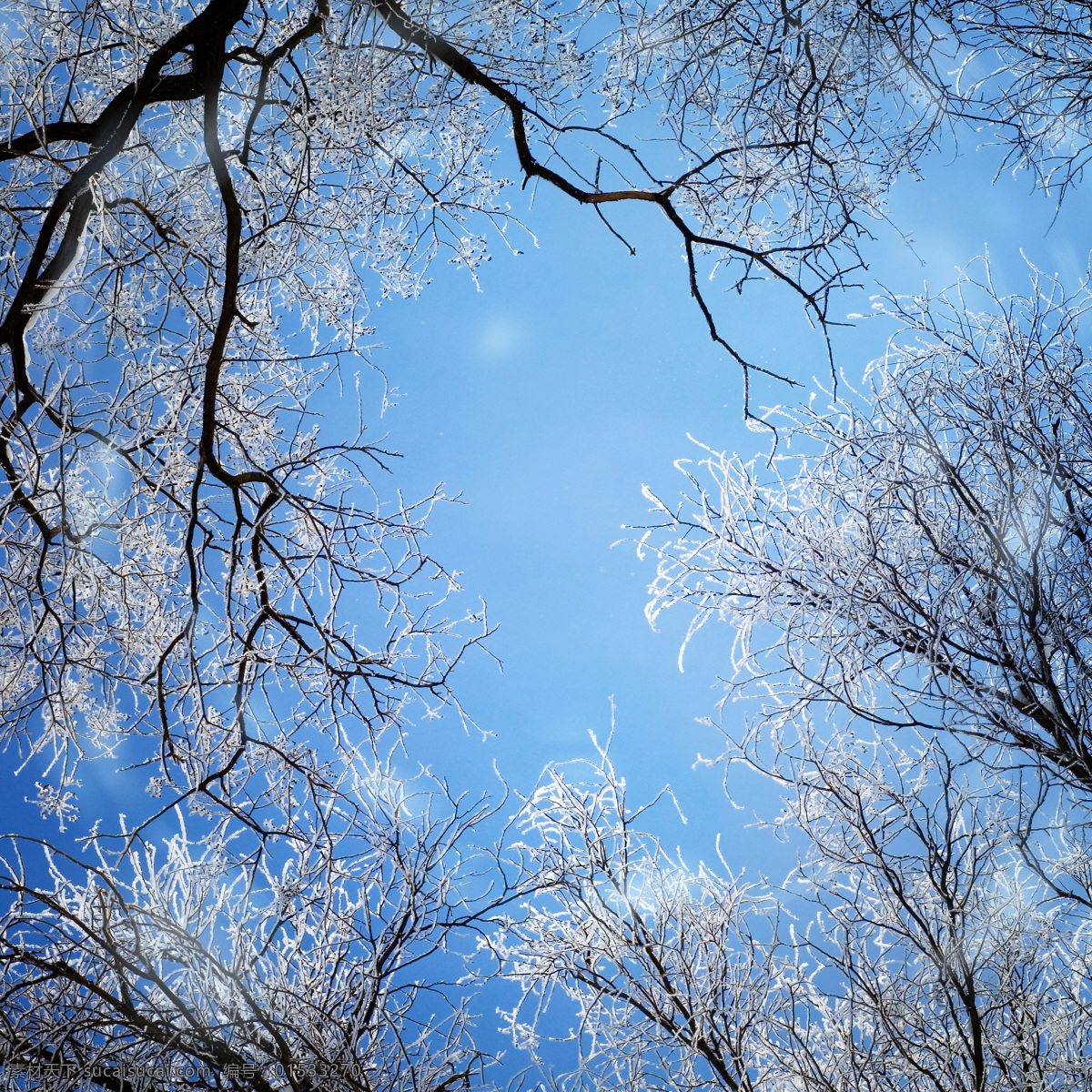 冬季 冬天 雪景 美丽风景 景色 美景 树上积雪 森林 自然风景 自然景观 蓝色
