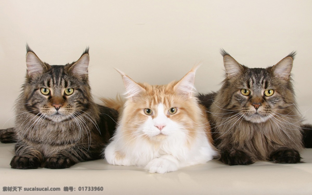 猫咪 喵 猫 小猫 毛茸茸 猫爪 肉垫 可爱 小动物 动物 英短 美短 蓝猫 布偶 橘猫 家猫 流浪猫 摄影图 生物世界 家禽家畜