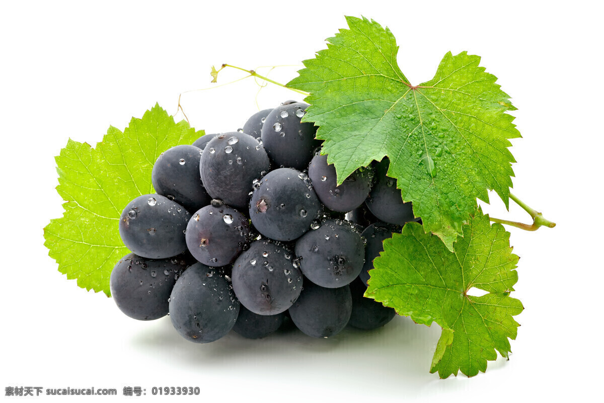 新鲜 葡萄 黑紫色 葡萄串 圆润乌亮 个大肉厚 味甜多汁 绿叶 新鲜水果 葡萄类品种 水果品种之一 水果图集 水果 生物世界 蔬菜图片 餐饮美食