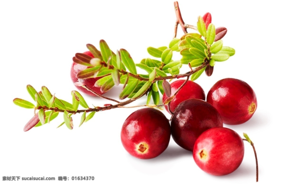 美味 水果 蔓 越 莓 果实 季节 蔓越莓 植物