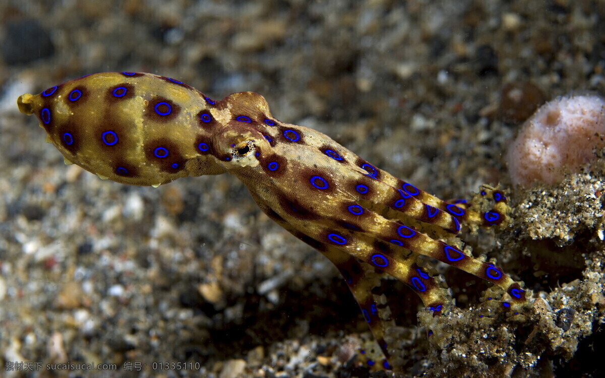 海洋生物 海底生物 海景 礁石 珊瑚 生物世界 洋生物 海藻类 风景 生活 旅游餐饮