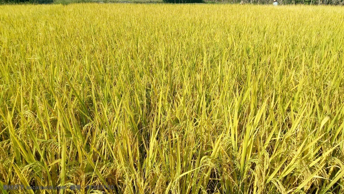 禾苗 丝苗 稻田 水稻 田野 自然景观 田园风光