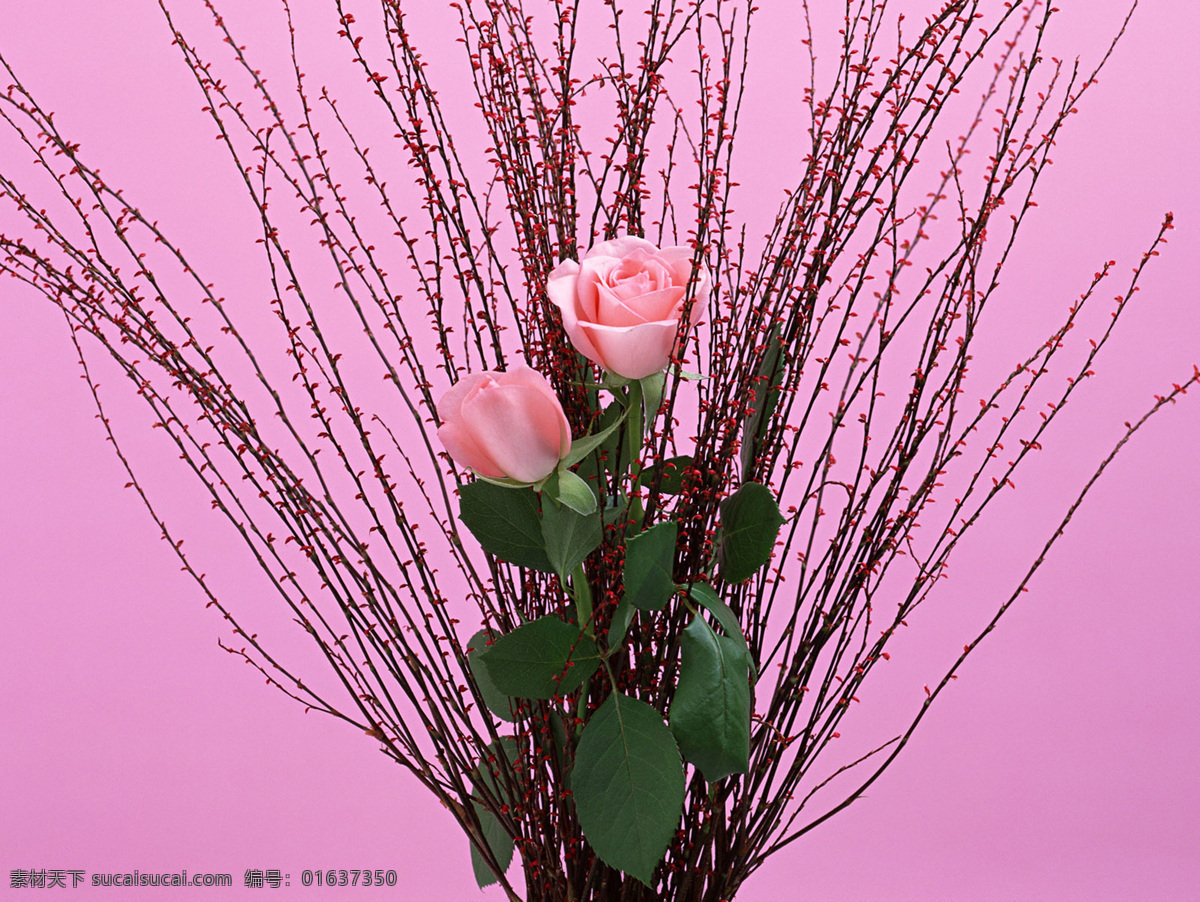 花 艺术 高清晰图片 美丽的花朵 摄影图 一束花 艺术品 娇艳 鲜花写真 图片库