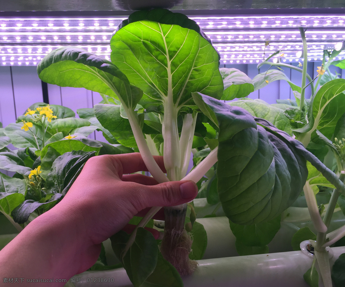 蔬菜种植 种植案例 补光灯 种植补光 蔬菜补光 灯管补光 植物灯 补光种植 水培种植 水培补光 工程种植