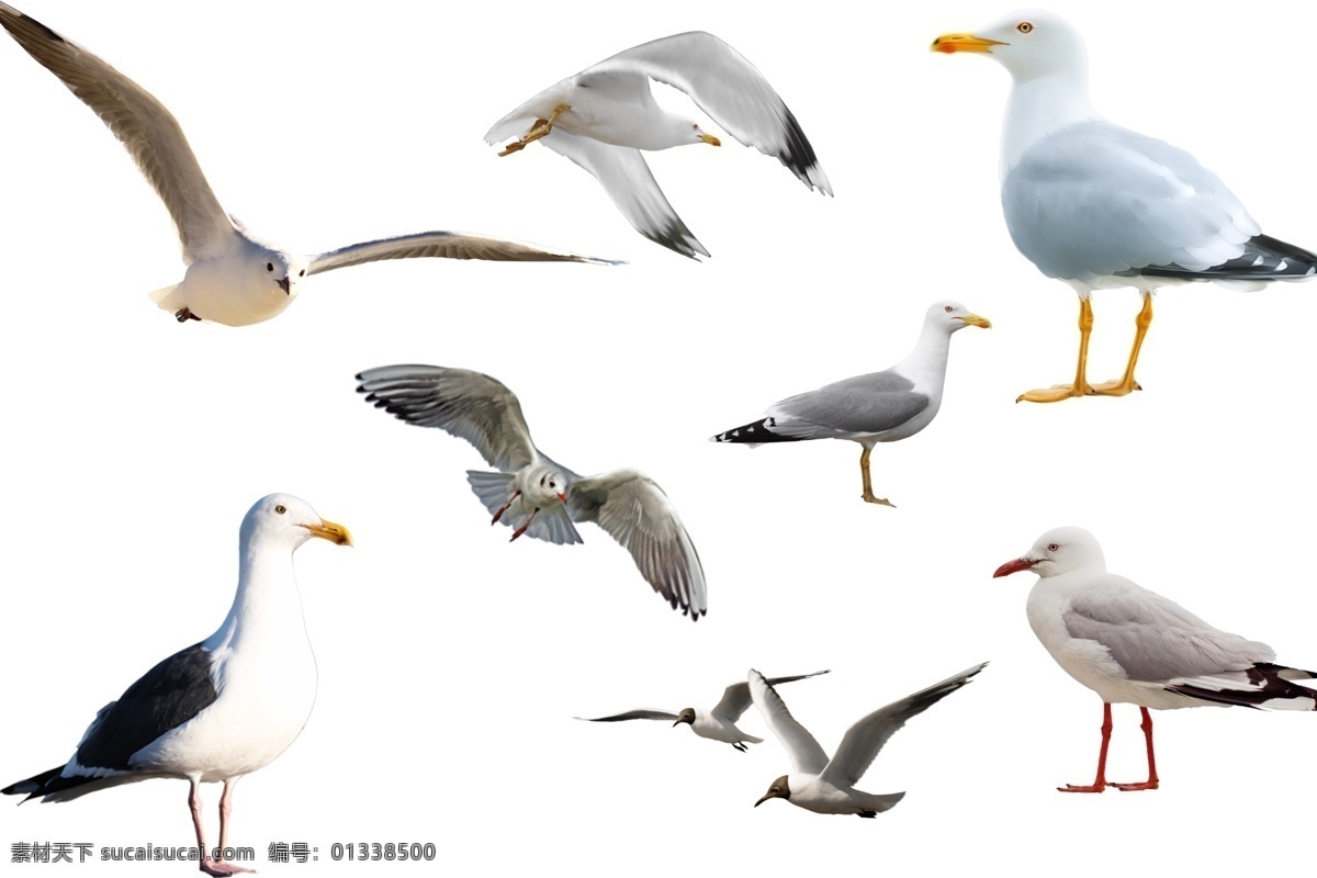 海鸥 透明素材 png抠图 鸟 鹦鹉 喜鹊 鹤 飞行动物 海鸟 翱翔 非 原创 透明 合 辑 分层