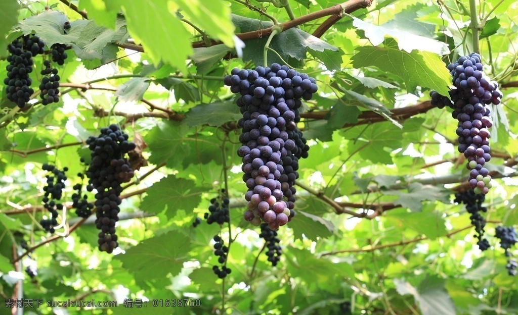 葡萄基地 葡萄树 葡萄素材 葡萄庄园 水果 葡萄种植技术 农业合作社 种植技术 现代科技 农业生产
