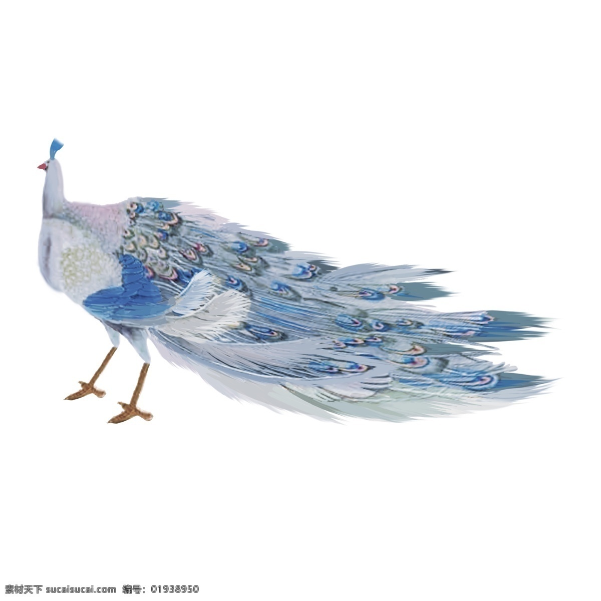 手绘 中国 风 孔雀 水墨画 动物 中国风 彩色 卡通 免抠 无背景 透明底 插画 装饰 平面设计 装饰设计