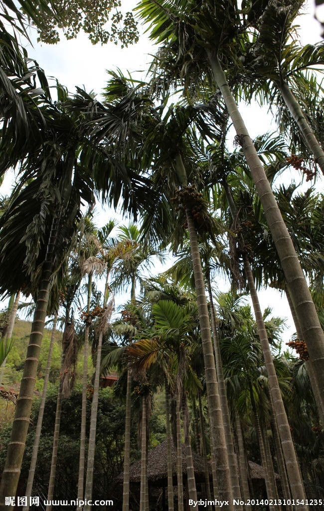 海南三亚 海南 三亚 森林公园 槟榔树 热带雨林 风景如画 国内旅游 旅游摄影