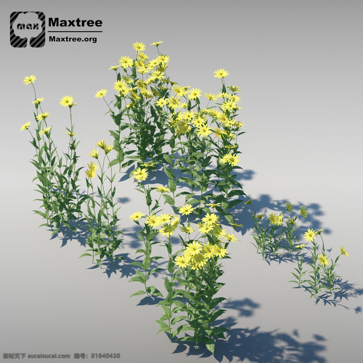 菊花 模型 效果图 模型素材 3d模型 3d渲染 菊花模型