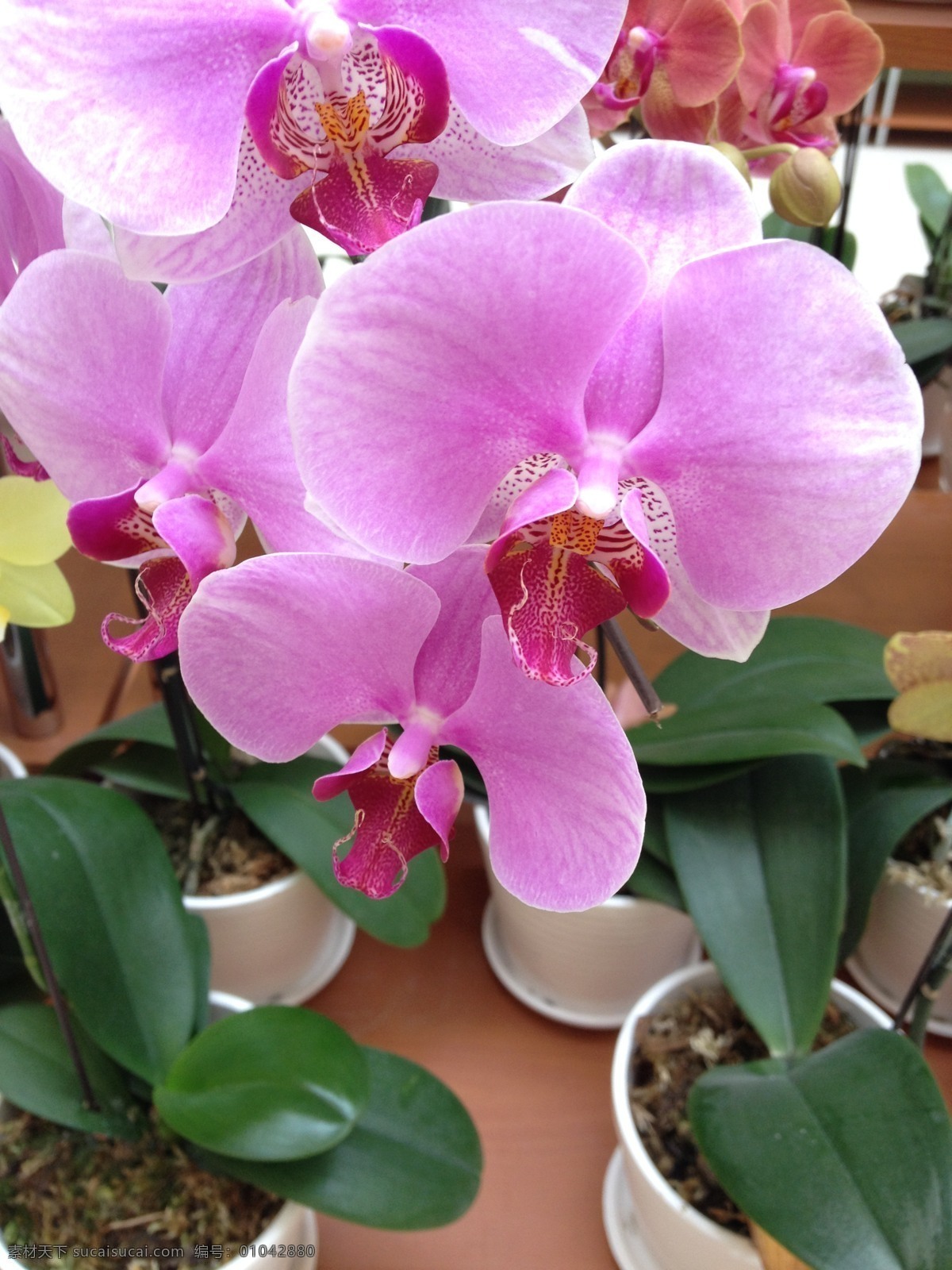 蝴蝶兰 兰花 紫色 春天 花 花草 生物世界