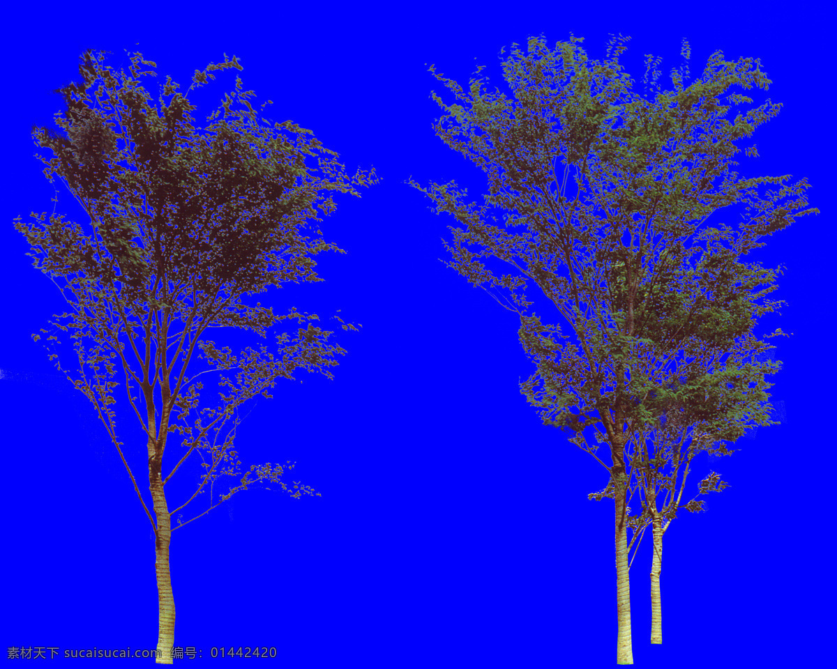 棵 树群 植物 多棵 树丛 配景素材 园林植物 园林 建筑装饰 设计素材 蓝色