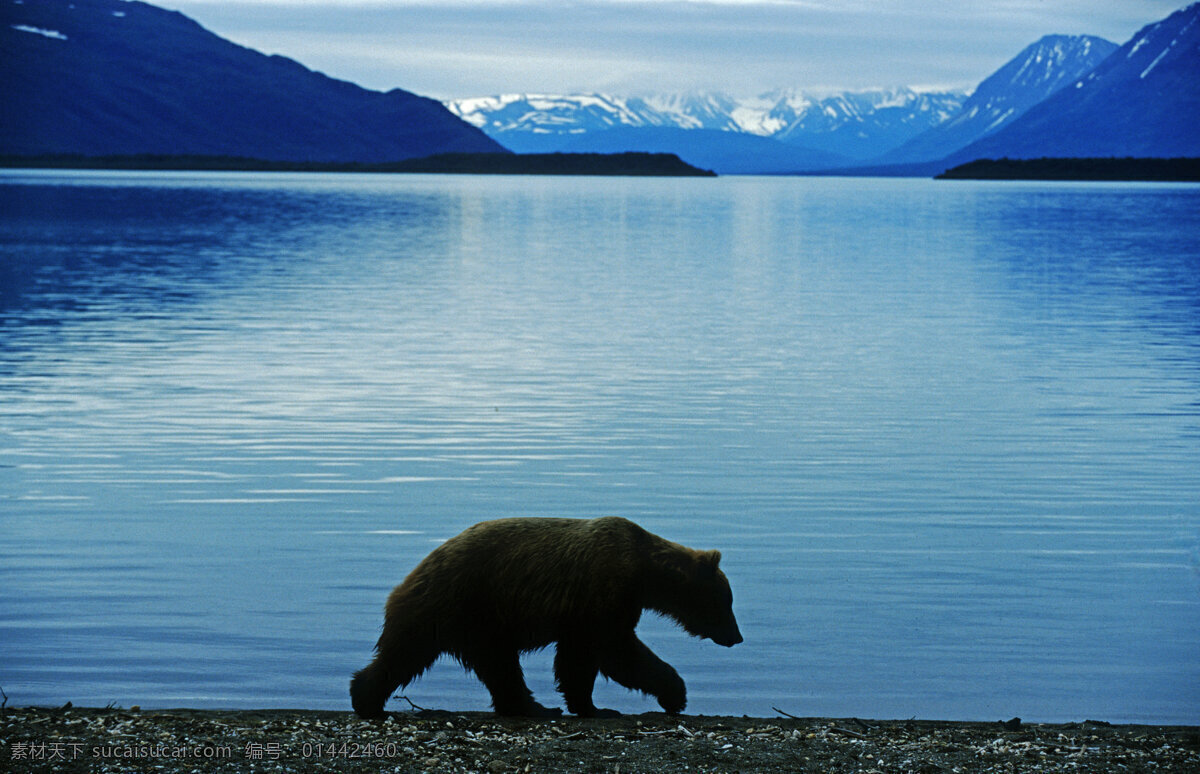 雪山 湖泊 美景 熊 脯乳动物 保护动物 狗熊 棕熊 野生动物 动物世界 湖水 湖面 美丽风景 摄影图 陆地动物 生物世界 黑色