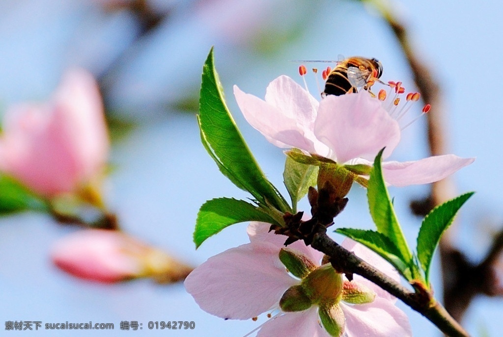采花蜜蜂 花卉 蜜蜂 桃花 辛勤 花草 生物世界