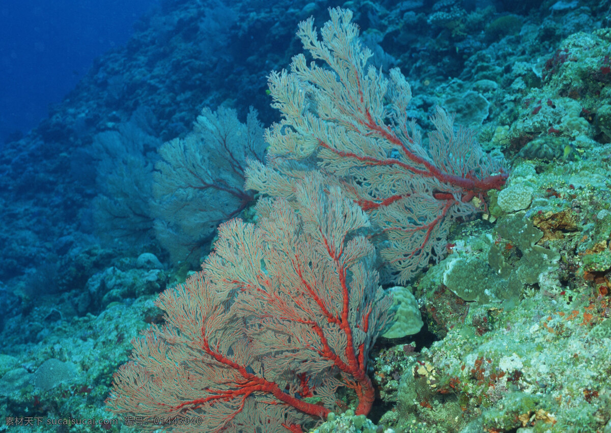 海洋生物 海底世界 海洋 礁石 生物世界 鱼 鱼类 珊蝴礁石 珊蝴 海底景色