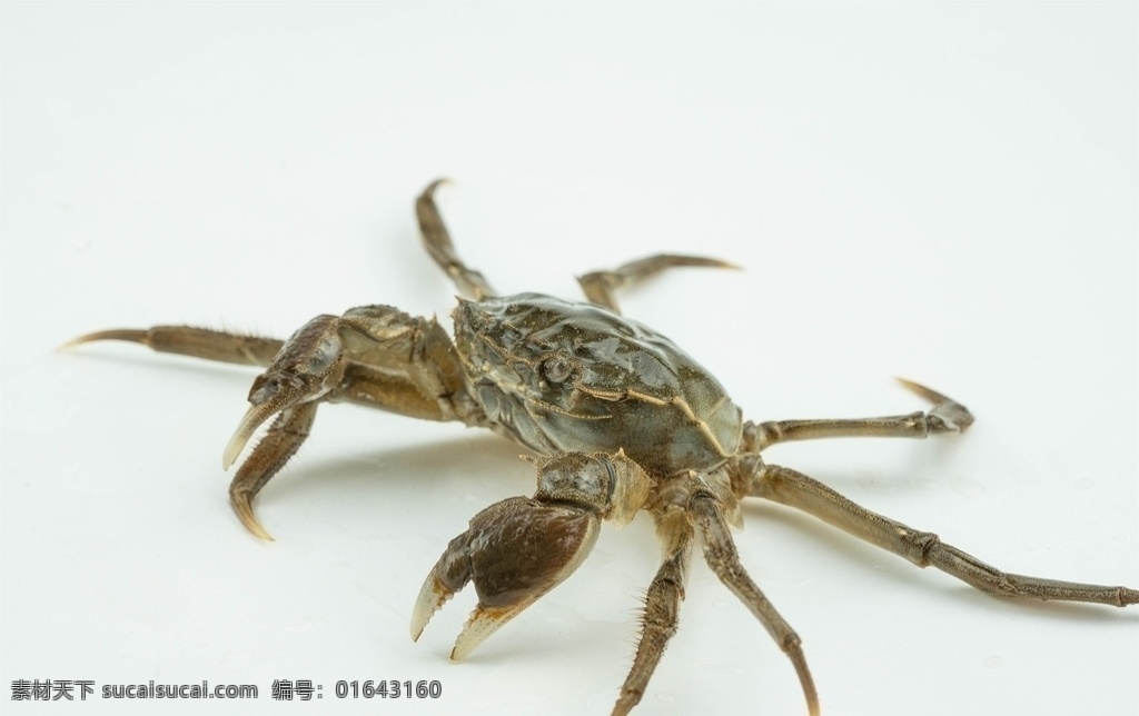 大闸蟹图片 大闸蟹 螃蟹 肉蟹 膏蟹 清蒸螃蟹 阳澄湖 阳澄湖闸蟹 美味大闸蟹 餐饮美食