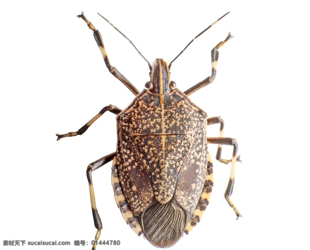 蝽象 臭虫 甲虫 爬虫 虫子 昆虫 生物世界