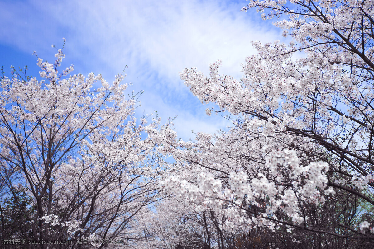 樱花 春天 白 蓝天 日系 花 自然景观 自然风景