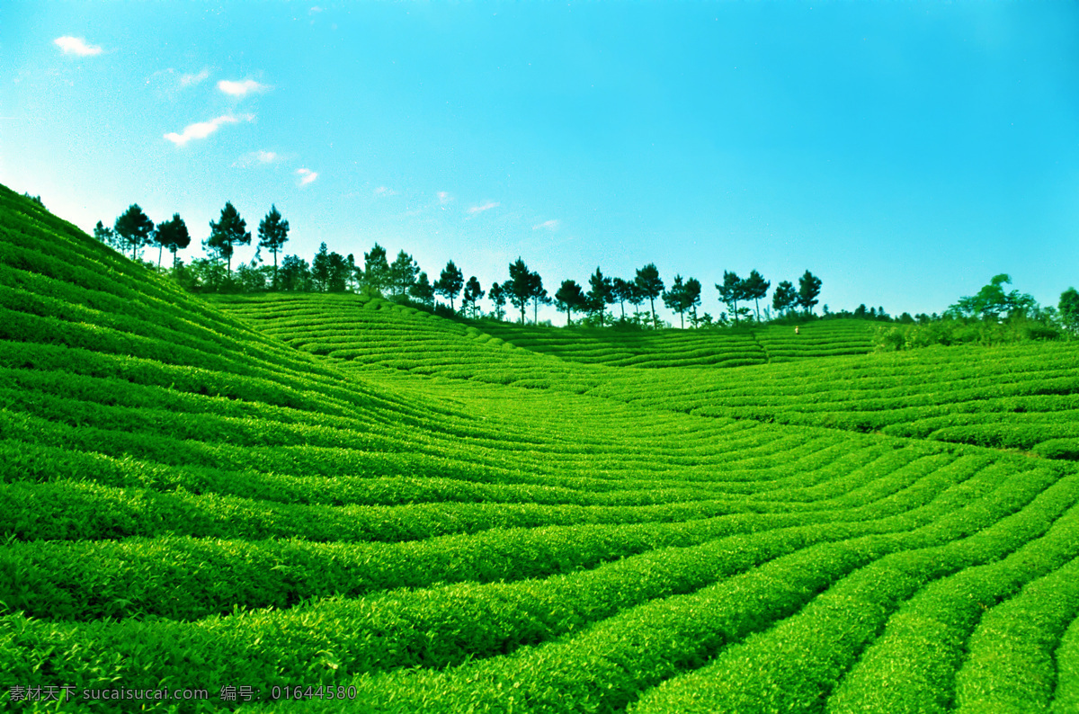 茶山 新 修改 茶 茶园 白茶 绿茶 嫩芽 叶子 茶树 茶林 背景 特写 风景 底色 树木树叶 生物世界 海洋生物