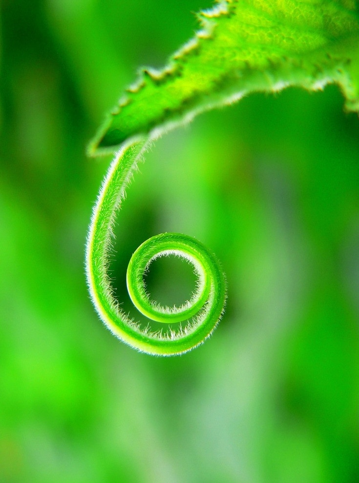 绿色的叶蔓 绿色 叶蔓 毛刺 嫩绿 蔬菜 绿背景 树木树叶 生物世界