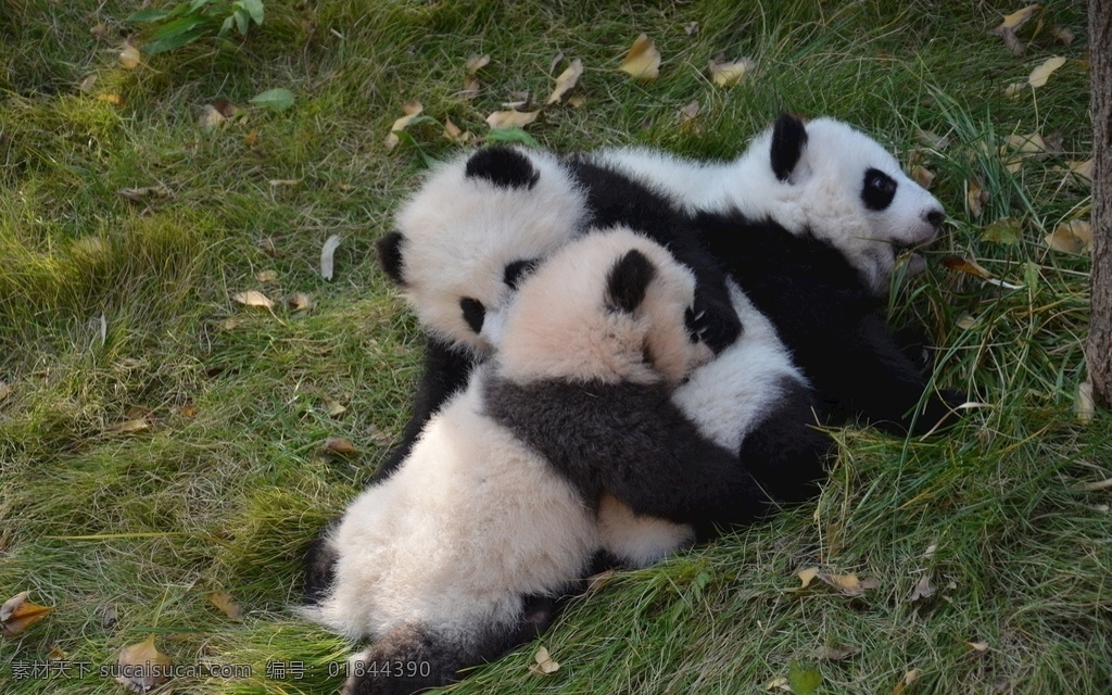 熊猫 宝宝 可爱 萌萌的 打架 吃奶 国宝 大熊猫基地 成都 旅游摄影 人文景观