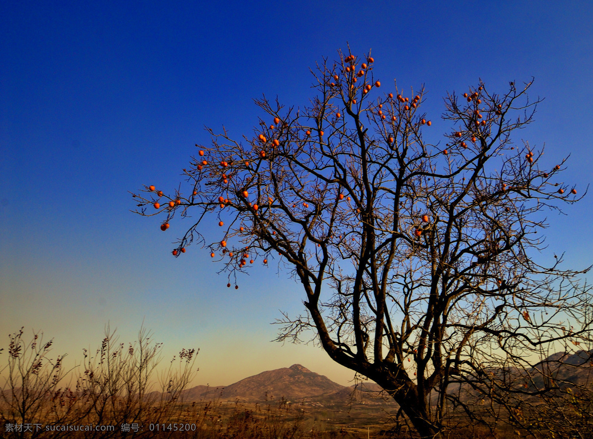 柿子树 大树 果实 柿子 红柿子 树木 远山 起伏山岭 蓝天 树的形象 自然风景 自然景观 蓝色