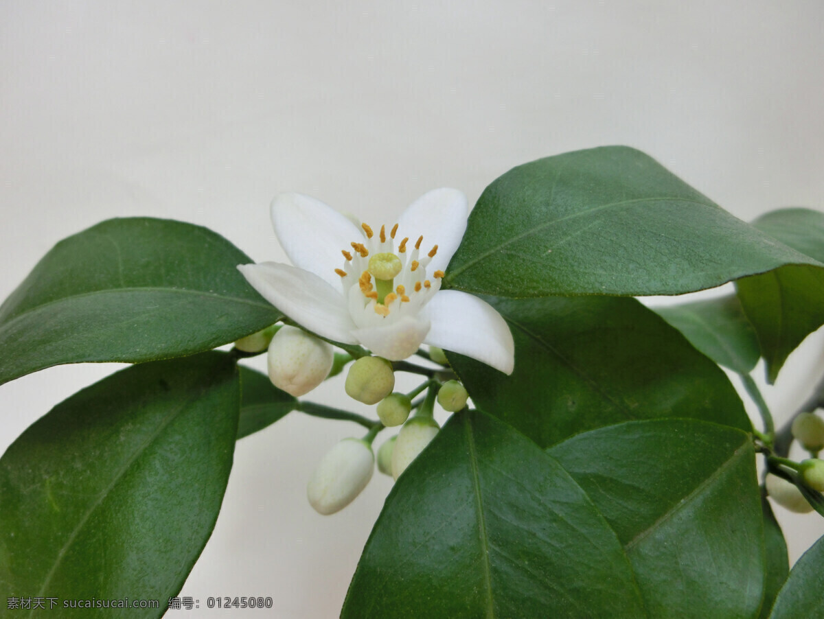 橙子花 花 花蕊 水果花 果花 生物世界 水果