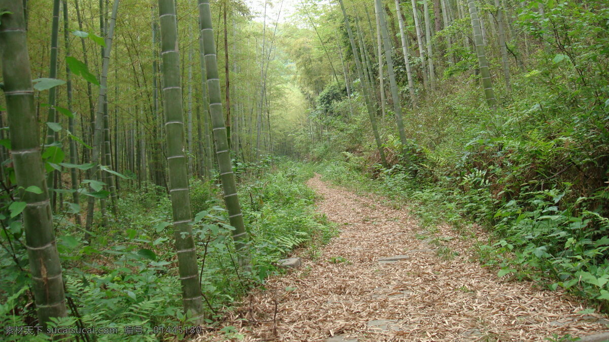 夏 竹 旅游摄影 落叶 摄影图库 竹林 自然风景 夏竹 l绿色 矢量图 日常生活