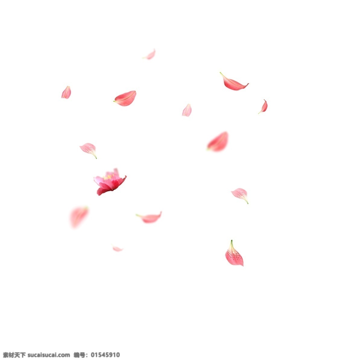 卡通 漂浮 粉色 花瓣 卡通花瓣 粉色花瓣 漂浮的花瓣 卡通插图 创意卡通下载 插图 png图下载